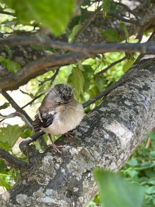 L'Ancienne Raffinerie De Tabac Βίλα Dernacueillette Εξωτερικό φωτογραφία